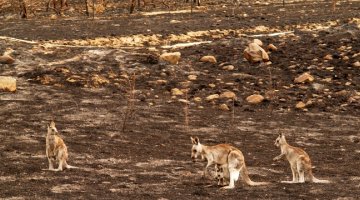 angaroos in damaged nature reserve area, Canberra bushfires, 18 January to 14 February 2003