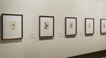 Sarah Stone's Birds in the NLA Treasures Gallery