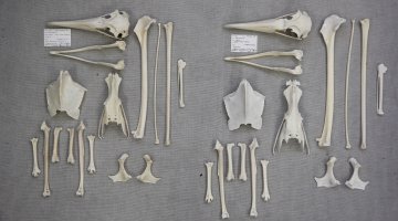 A pair of white-capped albatross skeletons