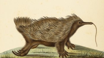 A watercolour image from the early 1800s that depicts an echidna. The depiction is not accurate in what we know echidnas to look like today.