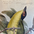A coloured illustration of a small bird with a yellow chest, sitting on a small branch with it's head tilted back. There's leaves behind it and cursive words written above.