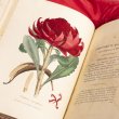 An open book featuring a large red waratah on the left and text on the right hand page.