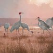 A painting of five crane birds standing on a grassy surface with mountains in the background.