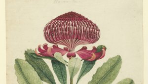 A water colour of a waratah flower. It has six large leaves splaying upwards from the central stem. The flower is large and circular. It is deep red/magenta. "26"--in pencil, upper centre; "Wa-ra-ta"--in pencil, upper centre