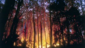 A forest on fire. A low burning fire spreads along the floor of the forest at twilight.