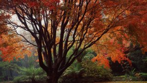 A large maple tree with a canopy that takes up most of the image. It's leaves a brilliant reds and oranges. Many leaves have fallen on the grass below. In the background many lush green ferns can be seen