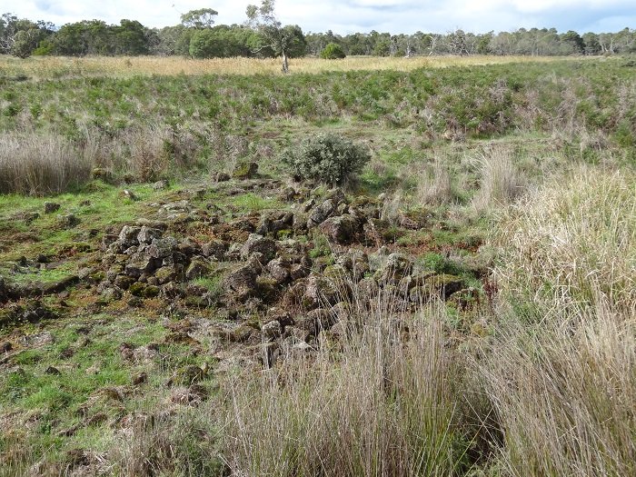 A photograph of a pile of moss covered stones surrounded by grass. They are remains of Gunditjmara eel traps.