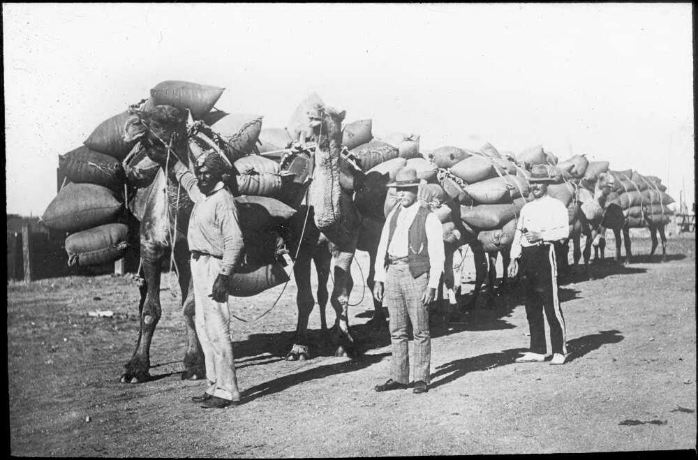 Camels are loaded up with lots of bags. Men stand beside them