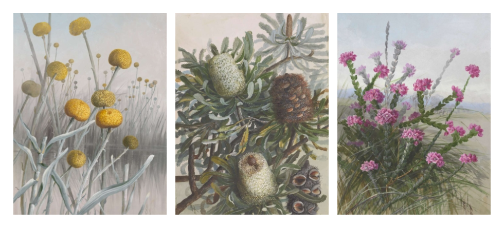 Pictured left to right: Billy Buttons, Banksia & Native Rose.   Ellis Rowan (1848-1922) Pycnosorus globosus F.L.Bauer ex Benth., family Asteraceae, 1888, nla.cat-vn2848799  Ellis Rowan (1848-1922) Banksia serrata L.f. (1782), family Proteaceae, 1888, nla.cat-vn542809 Ellis Rowan (1848-1922) Boronia serrulata Sm., family Rutaceae, New South Wales, 1888, nla.cat-vn2299166