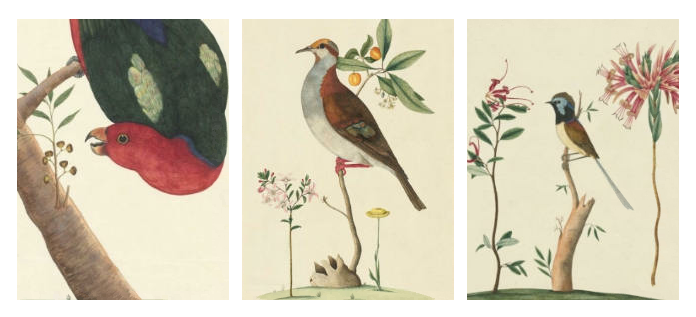 George Raper illustrations of birds and plant life