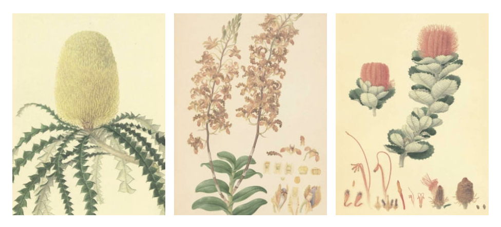 Fredinand Bauer botanical illustrations