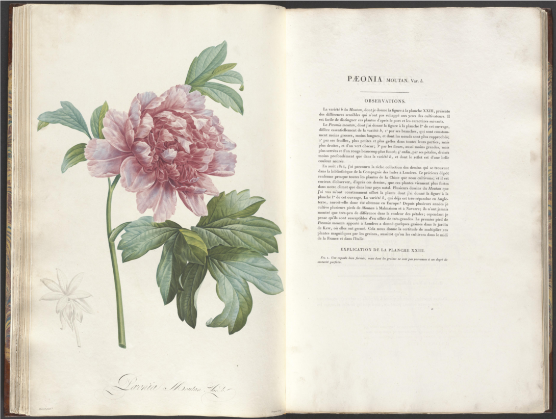 A double spread book page featuring a botanical illustration of a peony flower on the left hand side, and a passage of text on the right