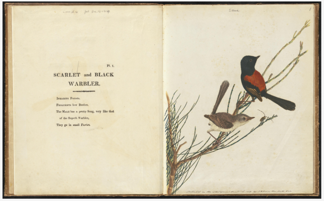 Book spread featuring illustrations of birds on the right hand side and text on the left