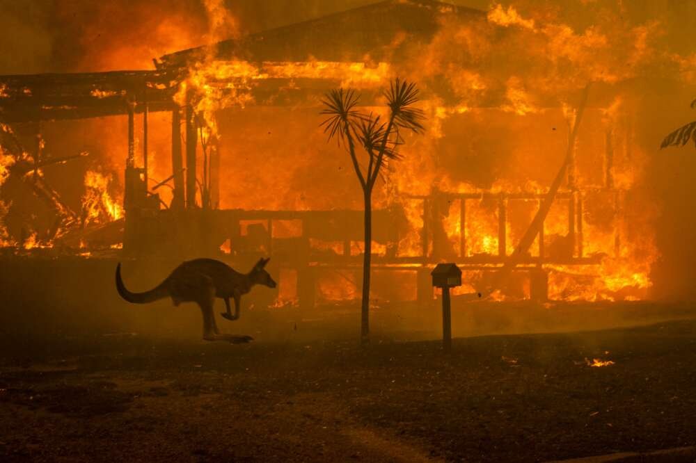 A kangaroo flees a bushfire, hopping past a house consumed in flames. The letterbox and a small tree are visible in the foreground.