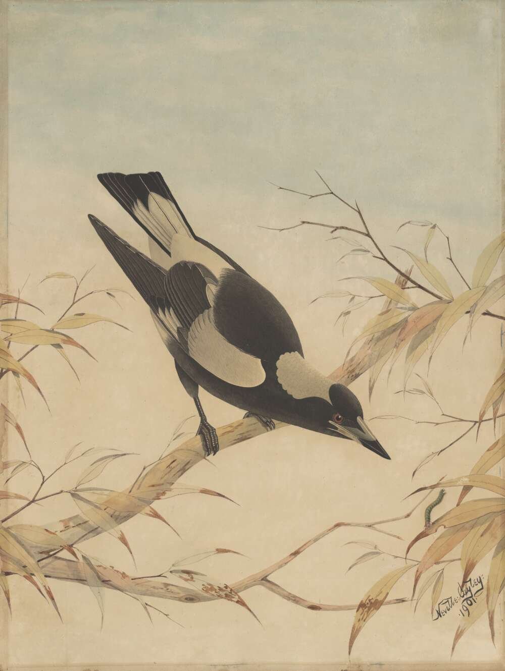 Watercolour painting of a magpie perched on a branch