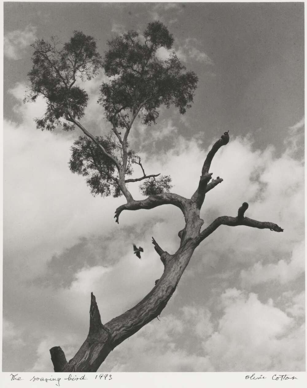 A large tree, barred from leaves until the very top, a small bird soaring away from the tree. Black and white, angled to be looking up to the tree.