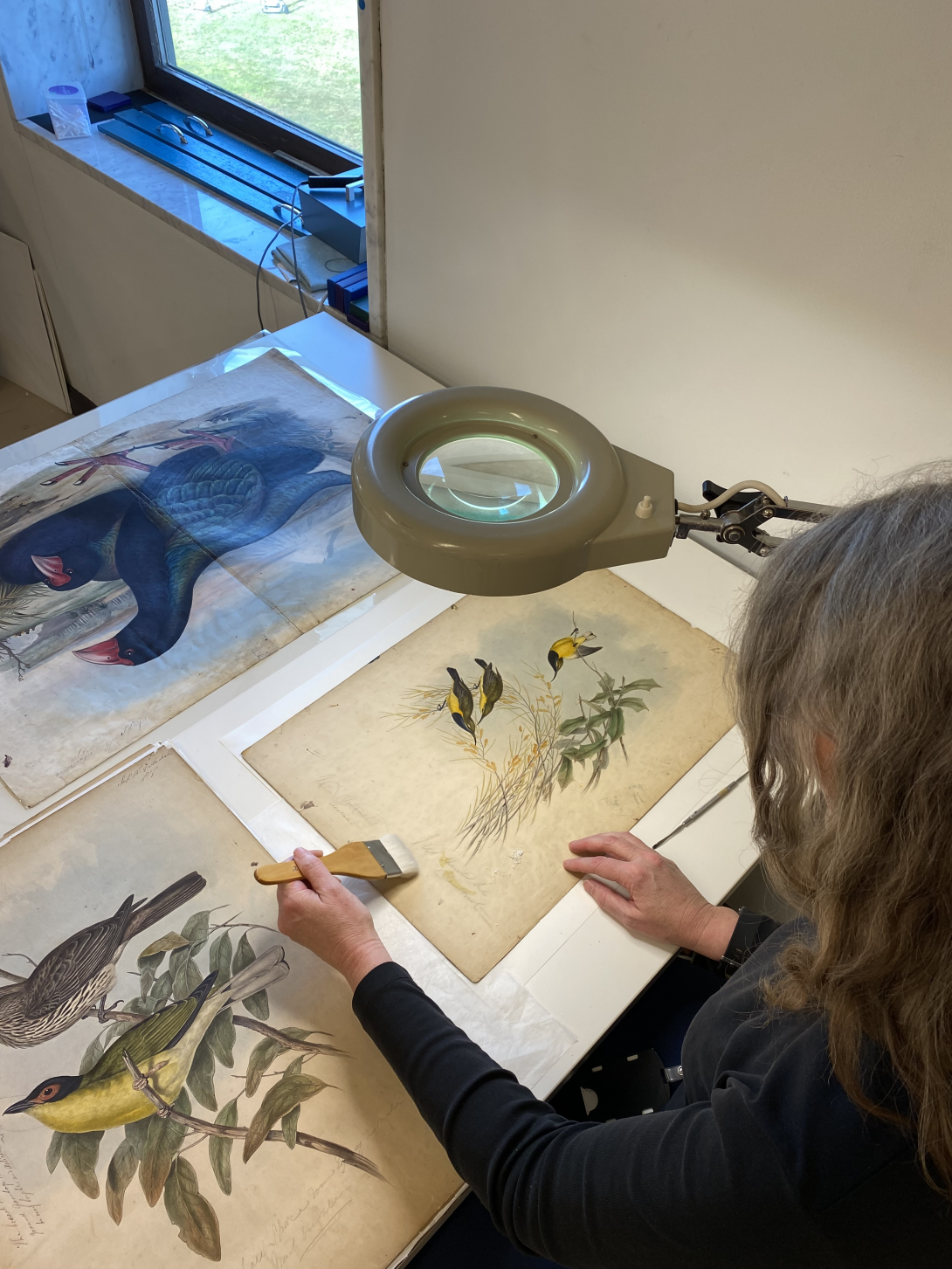 A woman with her back to the camera sits in front of a work bench, a paint brush in hand and a large magnifying glass on a stand next to her. Old prints with birds and nature on them sits on a table in front of her. 