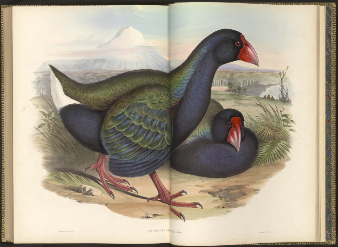 A full two page spread of two birds, one standing and one sitting behind the first, in a large old book.