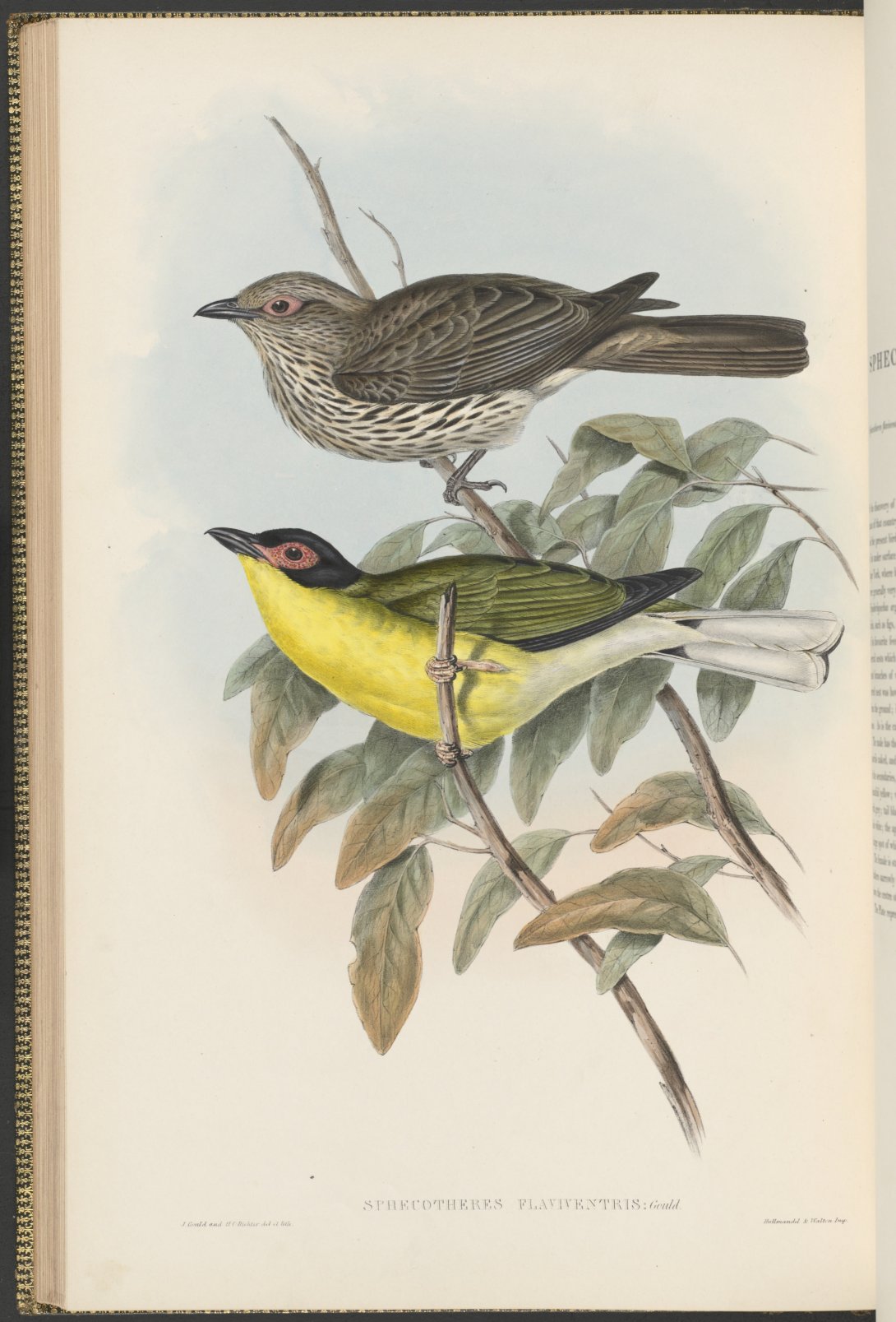 Two birds sitting on some branches. The one above is a spotted brown colour and the one below is a green and bright yellow colour. 