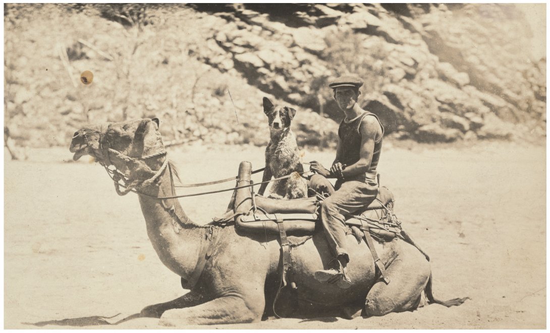 A man and his cattle dog sitting on a seated camel. Sepia.