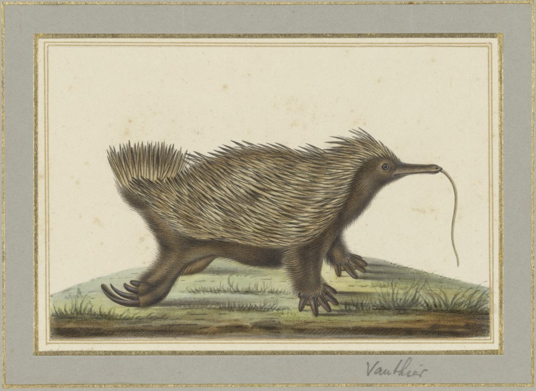 A watercolour illustration from 1827 of an echidna. This depiction of an echidna is not accurate based on what we know echidnas to look like in real life.