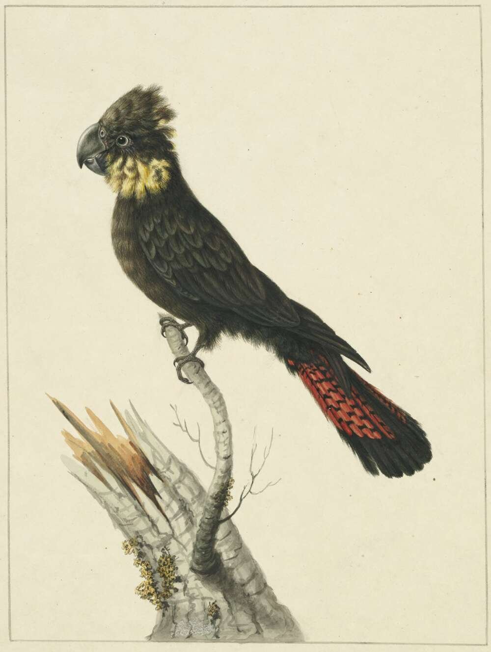 Sarah Stone, Banksian Cockatoo, c.1790