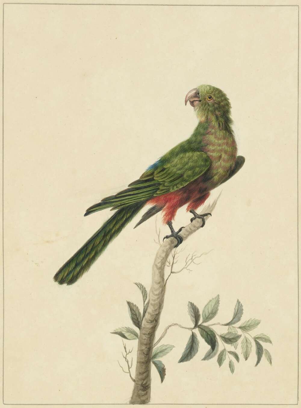 Sarah Stone, Tabuan Parrot, c.1790