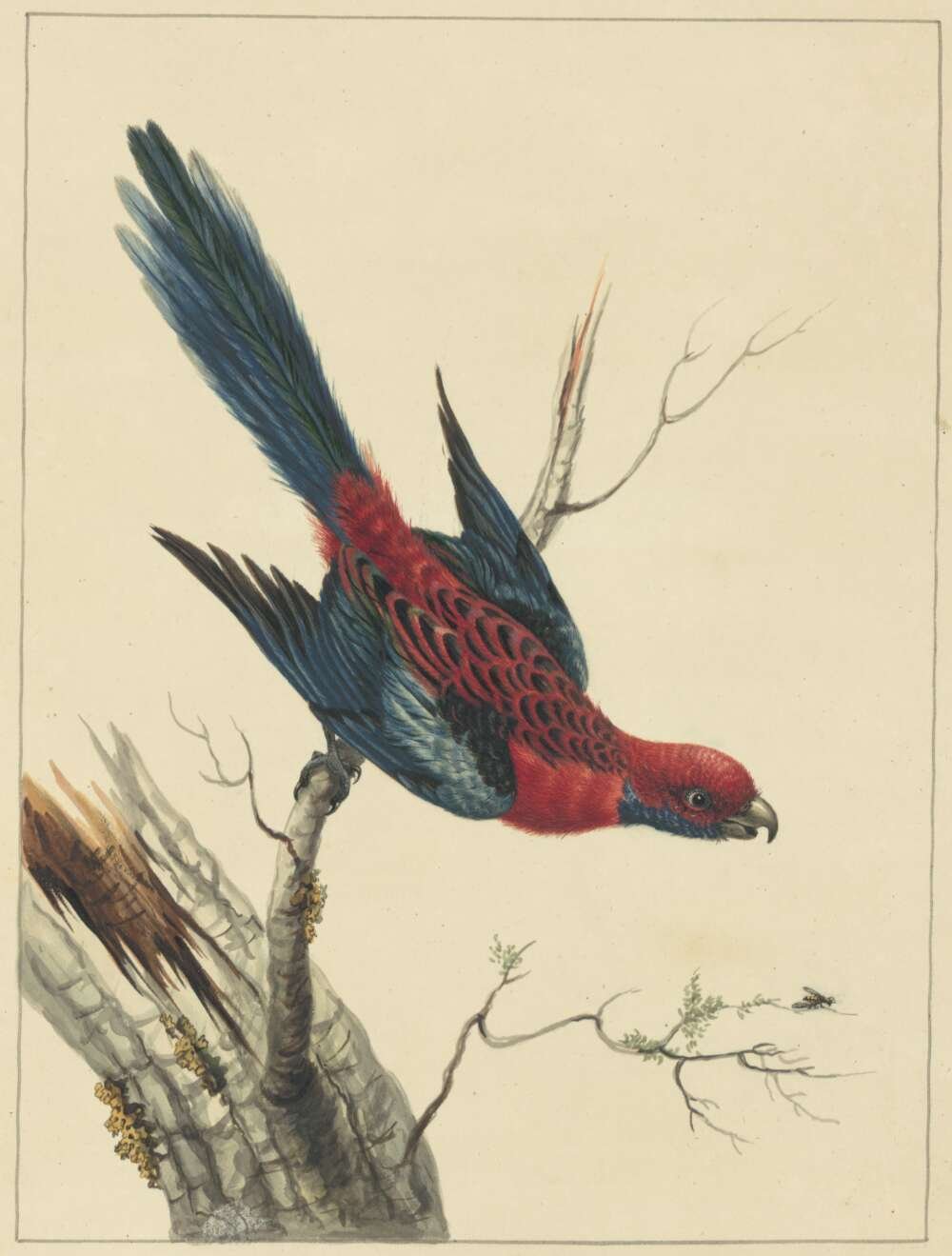 Sarah Stone, Pennantian Parrot, [1790]