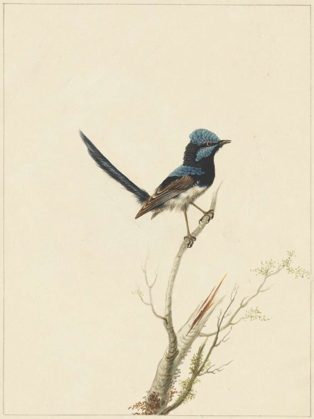 Sarah Stone, Superb warbler [1790]