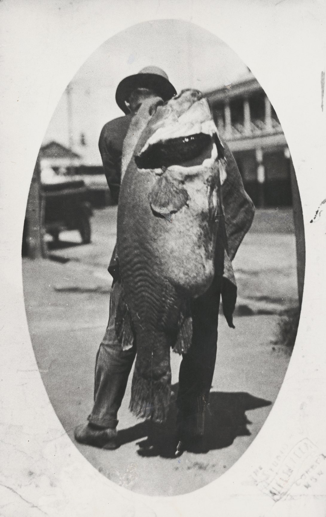 A Ninety-Seven Pound Murray Cod, Caught by a Professional Fisherman near Collendina Station in the Corowa District, New South Wales, 1924