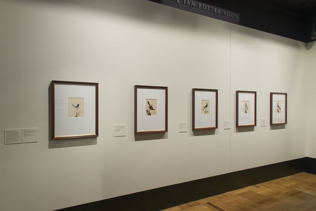 Five watercolour paintings by Sarah Stone, as installed in the National Library of Australia's Treasures Gallery